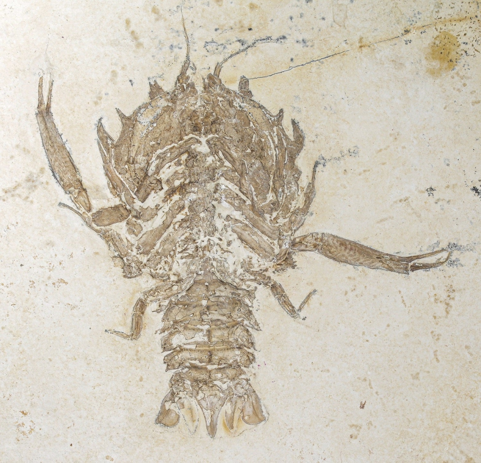 Eryon Arctiformis - Panzerkrebs – Meilen-Stein